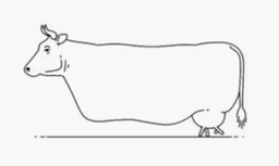 مصائب من و رییس