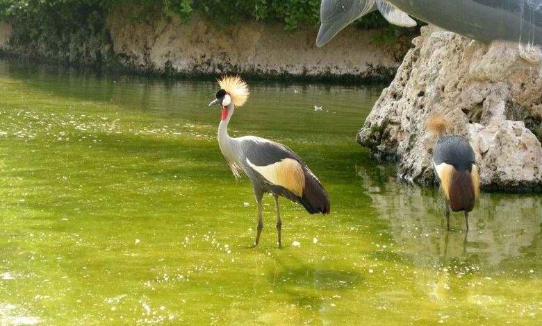 باغ پرندگان چهارباغ - فراملک - faramelk