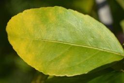 مشکلات رایج گیاهان و راه‌حل‌های آن‌ها