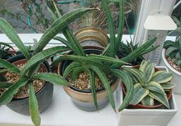 کوددهی به گیاهان خانگی، انتخاب بهترین کود