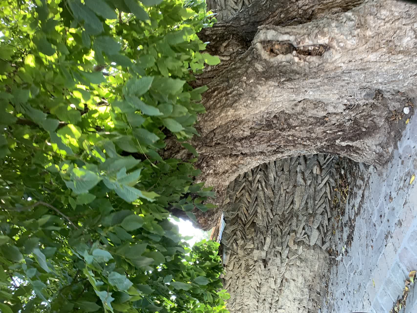 کوچه پس کوچه های مازندران....