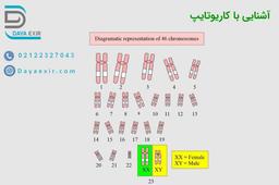 کاریوتایپ چیست؟ روش های انجام آن چگونه است؟