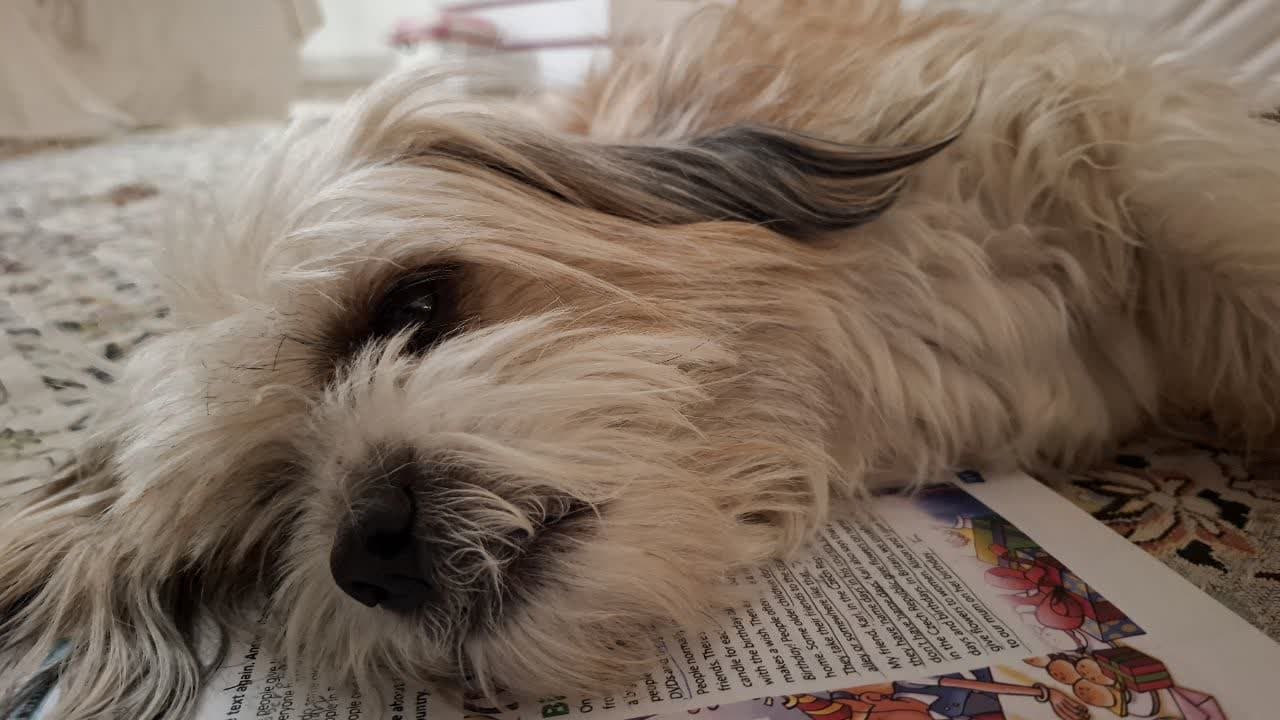 پاپی از نژاد شیتزو تریر