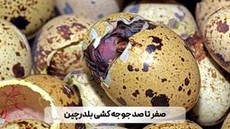 آموزش صفر تا صد جوجه کشی از بلدرچین + ترفندها