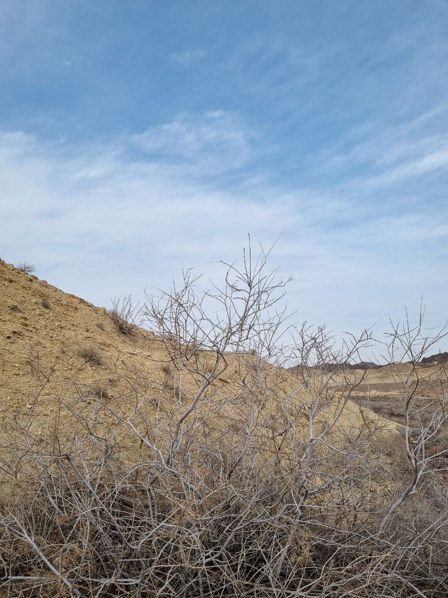 قیچ، پوشش گیاهی کویر