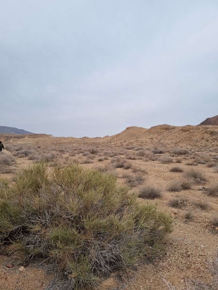 گیاه افدرا، پوشش گیاهی کویر