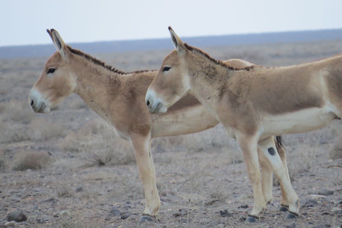 گور ایرانی_ پارک ملی کویر