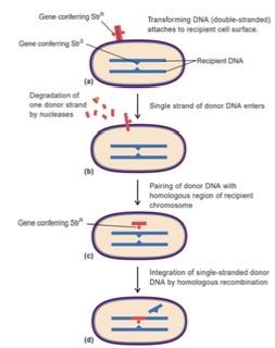باکتری-جلسه۲