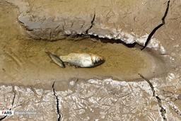 مرثیه‌ای برای ماهی‌های تشنه