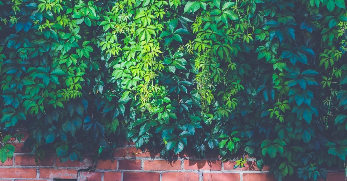 راهنمای جامع انتخاب و نگهداری گیاهان رونده مناسب دیوار (آپارتمانی و بیرونی)