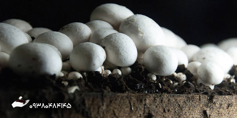 خرید کمپوست قارچ با کیفیت - قارچ روم