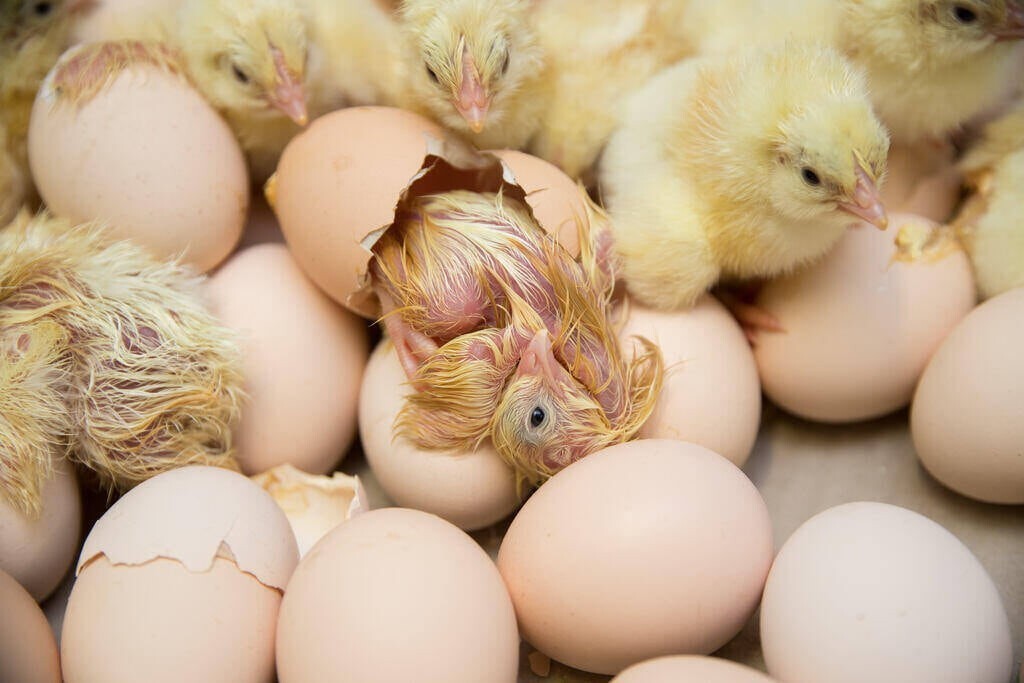 تخم نطفه دار