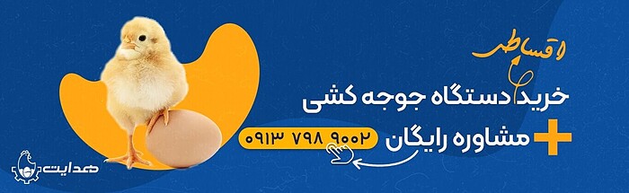 راهنمای کامل جوجه‌ کشی در خانه؛ از انتخاب تخم تا دستگاه مناسب