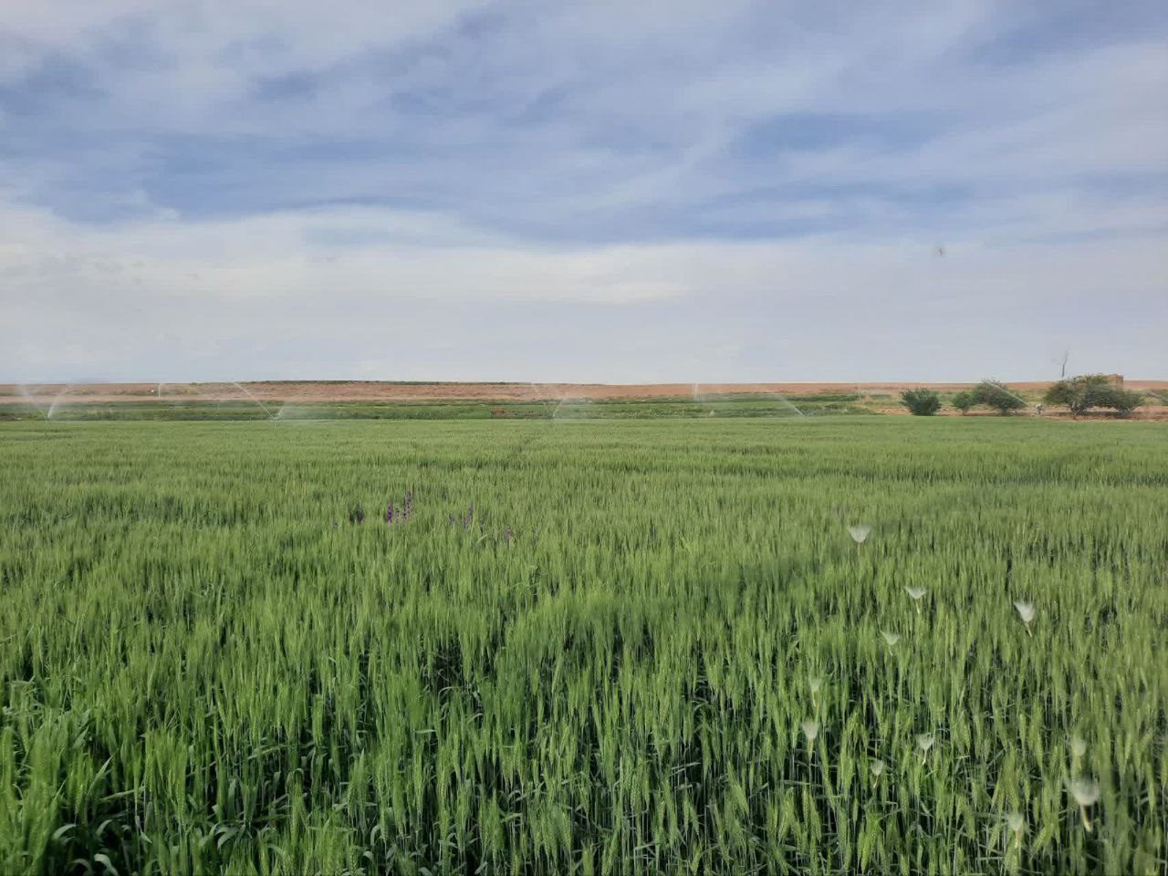 قاصدک های سمت راست پایین خبر خوش دارن