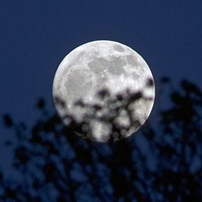 راضیه رحمتی