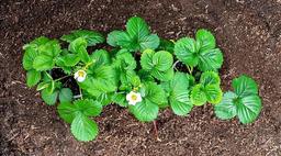 نشا توت فرنگی