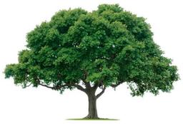 آدمای درختی