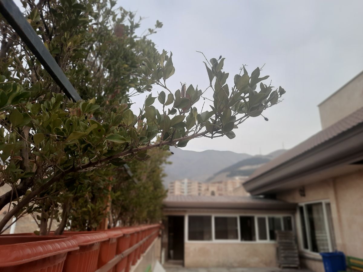 در حیاط هم زمستان؛ البته بی هیچ سفیدی و خبری از برف!