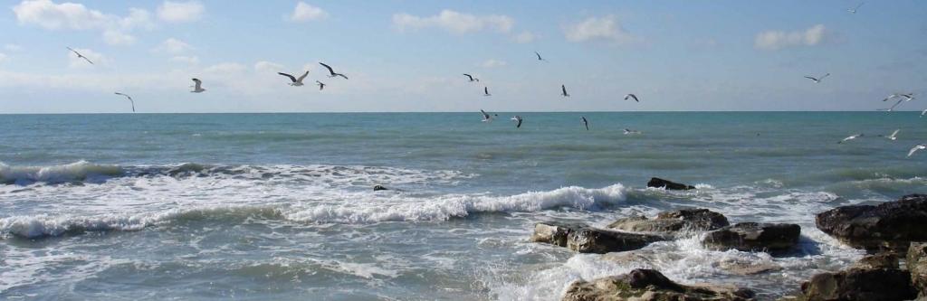 تاملی بر کتاب جاناتان مرغ دریایی...