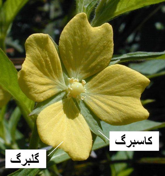  http://en.wikipedia.org/wiki/File:Petal-sepal.jpg معرفی کاسبرگ و گلبرک صرفا برای اطلاعات عمومی