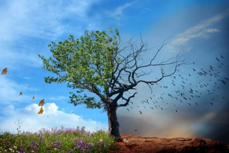 تو چهره یک زندگی ( باطن و ظاهرش)