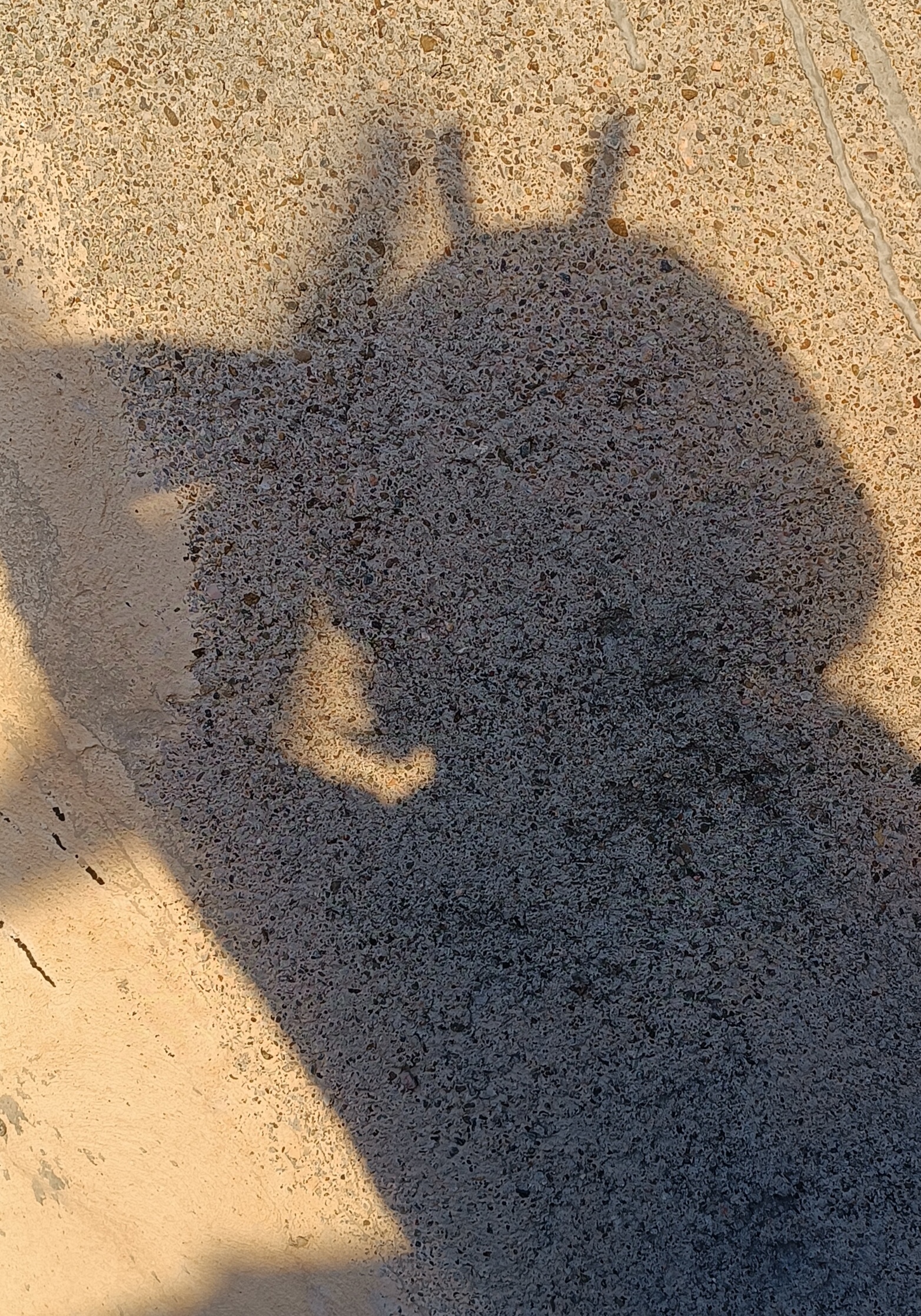 غروب خورشید ( با چاشنی سایه یه دلقک )