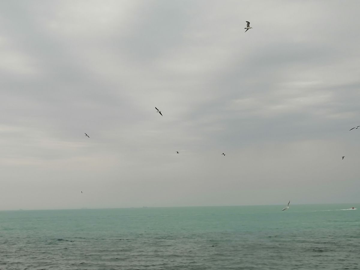 دل دریایی من، بوشهر 1404