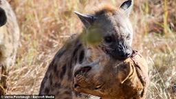 گوشت از ما بهترها خوشمزه تر است