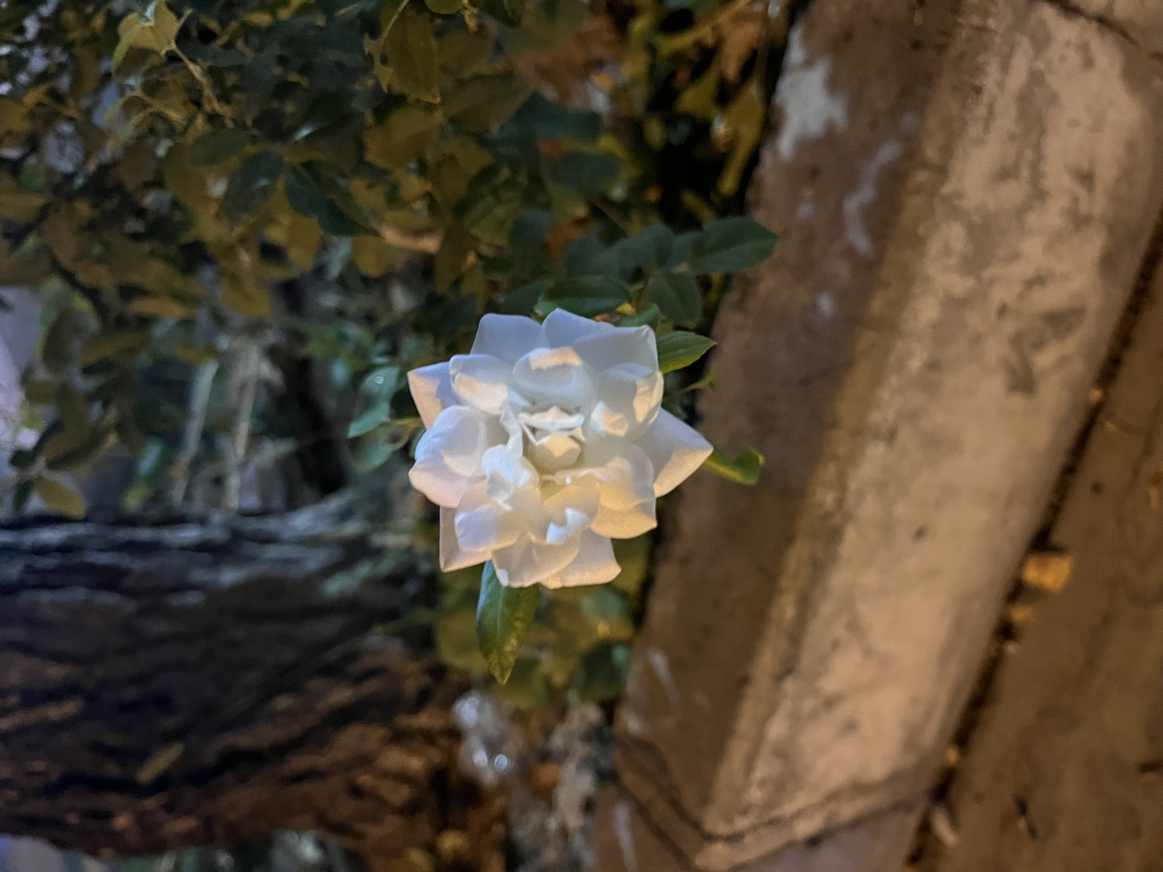 بیایید عکس بزاریم