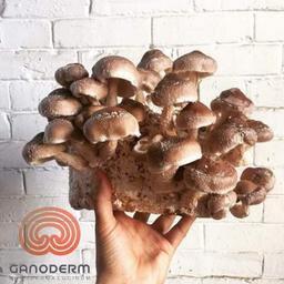 قارچ شیتاکه