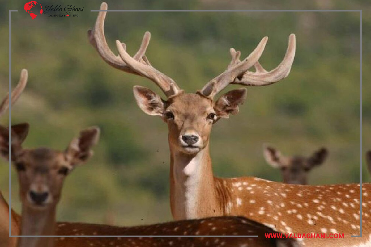 حقایق باورنکردنی کانادا