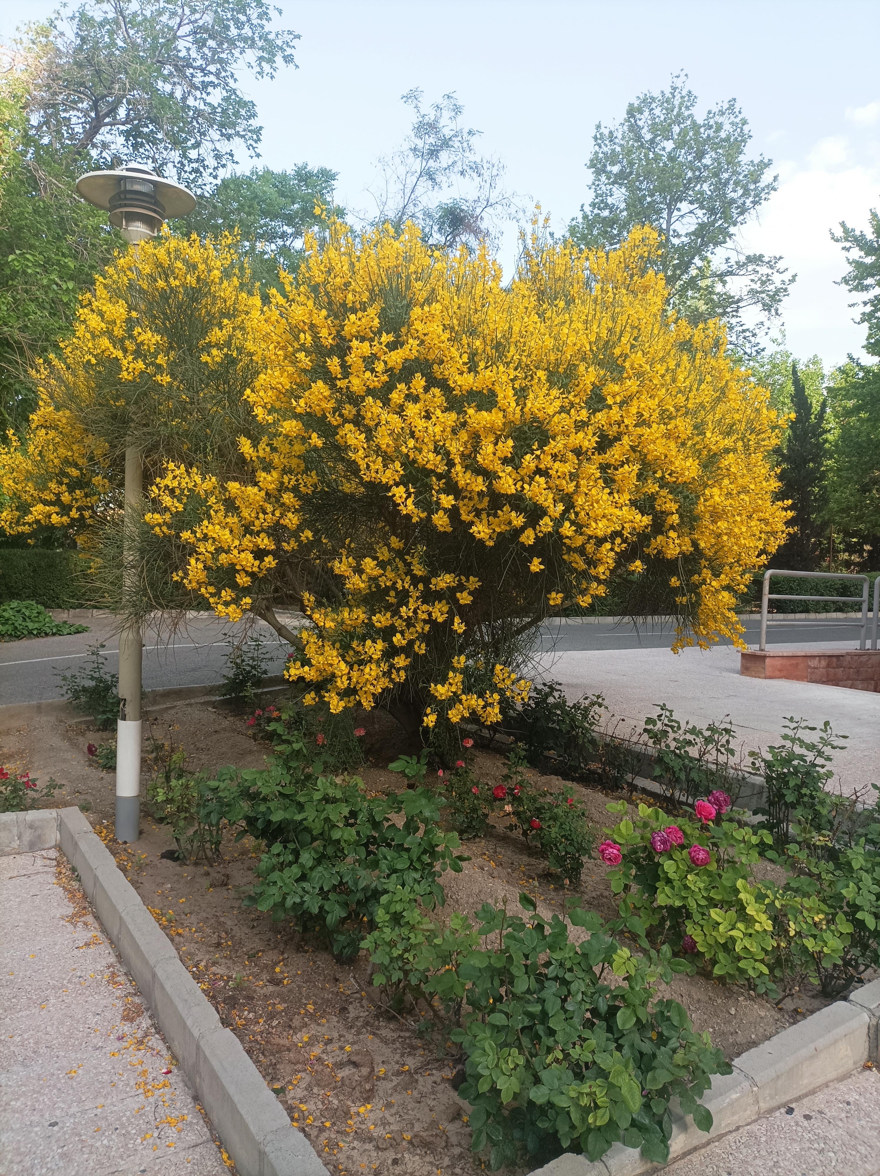 یکی رو دارم غم ندارم🤨