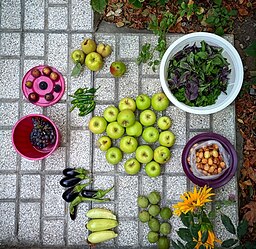 رویای بابا