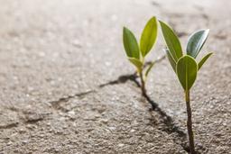 جرات ، قدرت ، شجاعت :