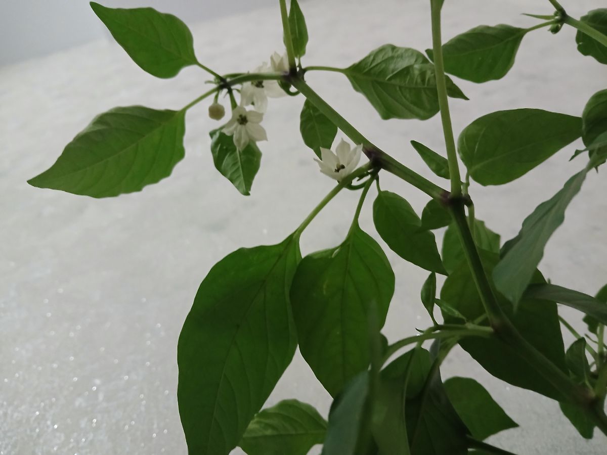 گیاهان موجوداتی کامل و زنده هستند که نیاز به محبت❤️ شما دارند تا بتوانند به راحتی رشد کنند. من برای گیاهانم کار خاصی را انجام نمی‌دهم تا رشد خوبی کنند من فقط به نکات زیر توجه می کنم.





























