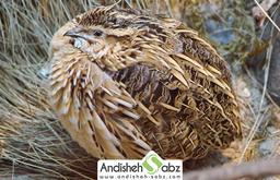 بیماری نیوکاسل