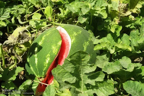 چه نوع هندوانهای بکاریم؟