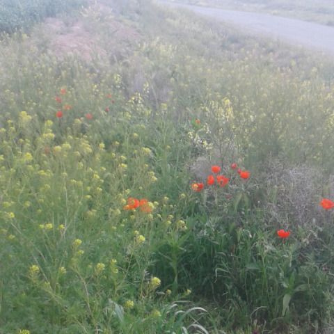 حسین تقوایی دل نویسی تنها از پشت کوه