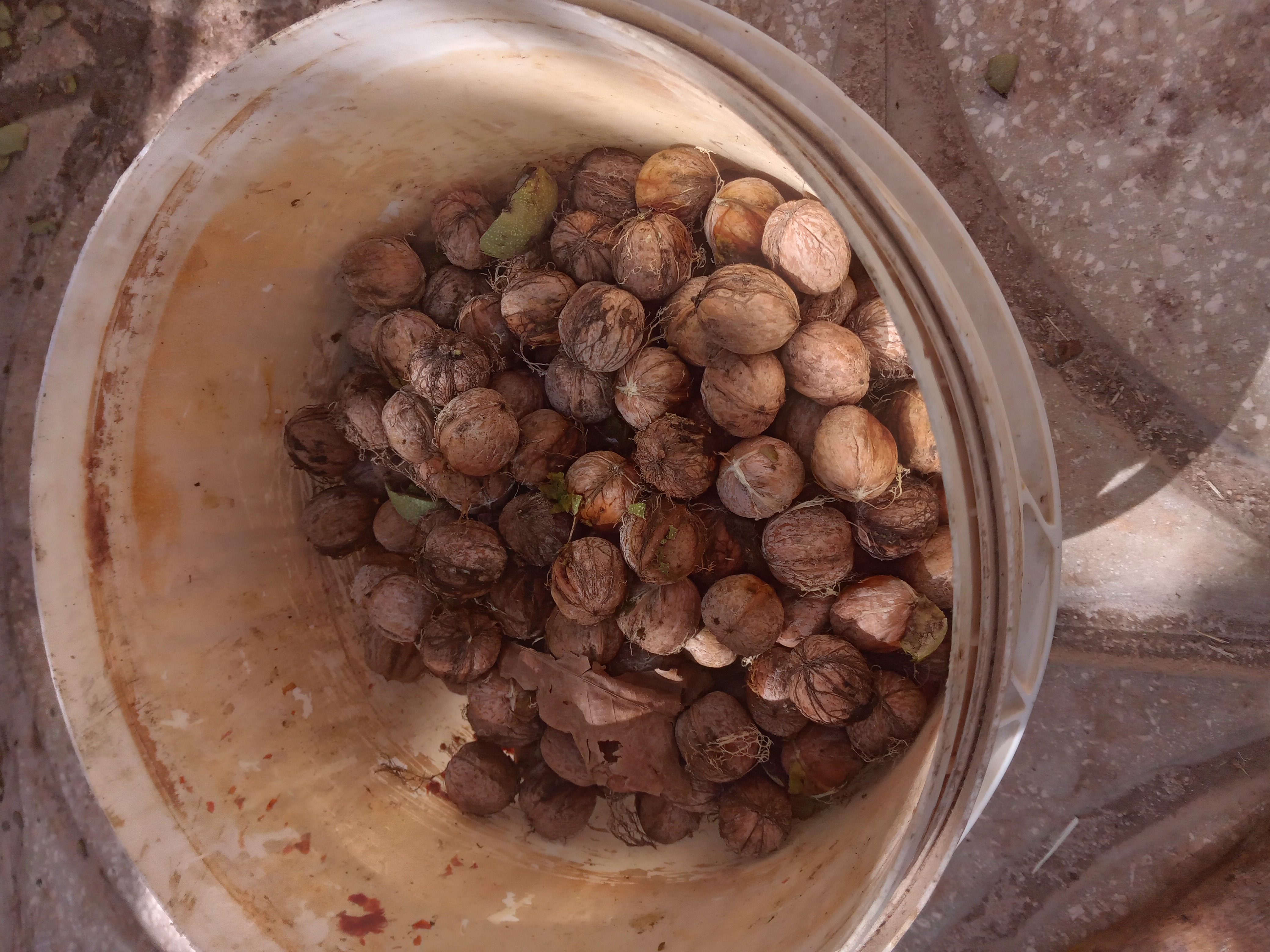 گردو توروستای هم کم بود هم ریز بود که اثرات خشکسالی وسرمازدگی بود