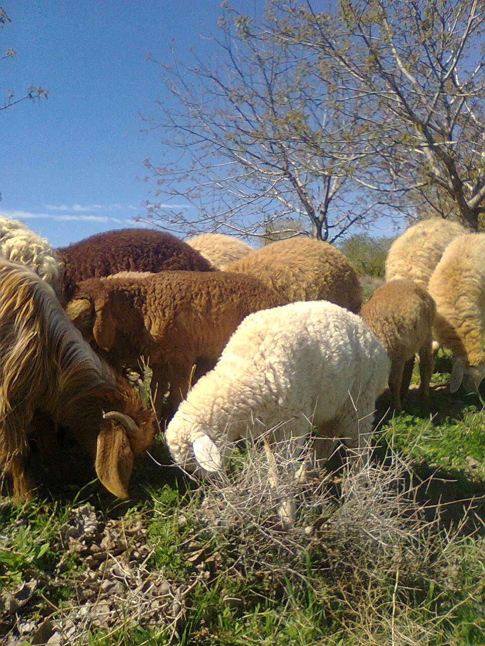 این عکس در روستا ی خودمان گرفته شده است البته در سال 1395 که سال ازنظربارندگی وضعیت خوبی داشت نکته جالب والبته بد اینکه همین بره سفید زیر ماشین رفت وتلف شد.