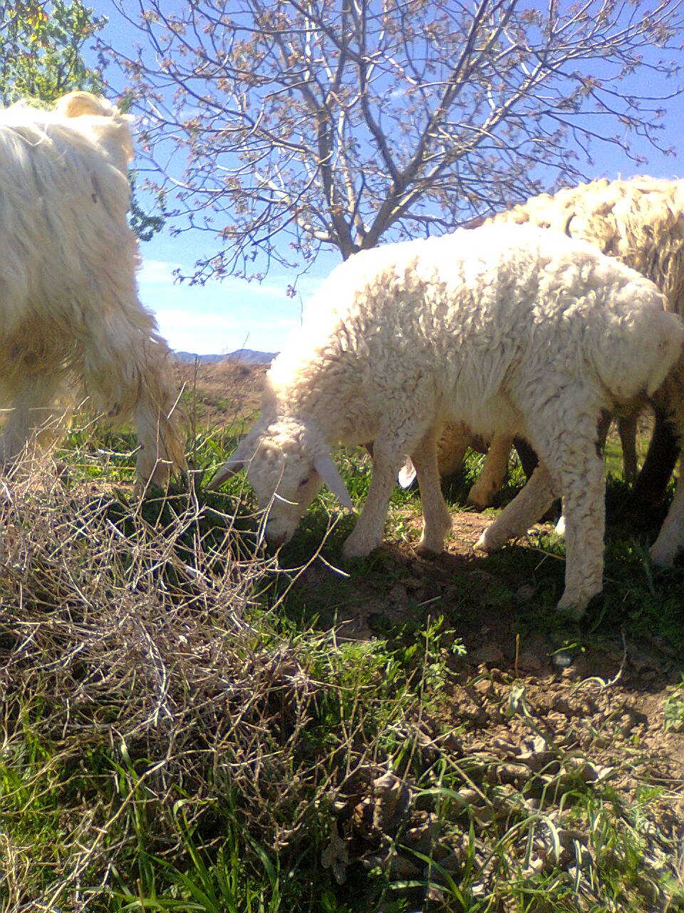 همه ی این عکس ها به قول معروف آرشیوی گذشته است وامسال چیزی برای عکس گرفتن نیست