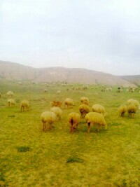 سال 1396 یکی از بهترین سال ها از نظر بارندگی بود این مر بوط به این سال است