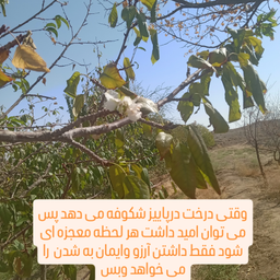 شکوفه در پاییزنمادچیست؟