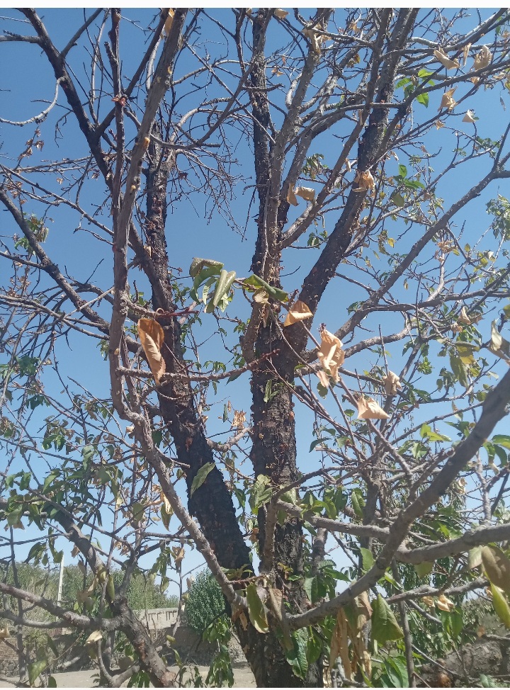 درخت درحال خشک شدن است