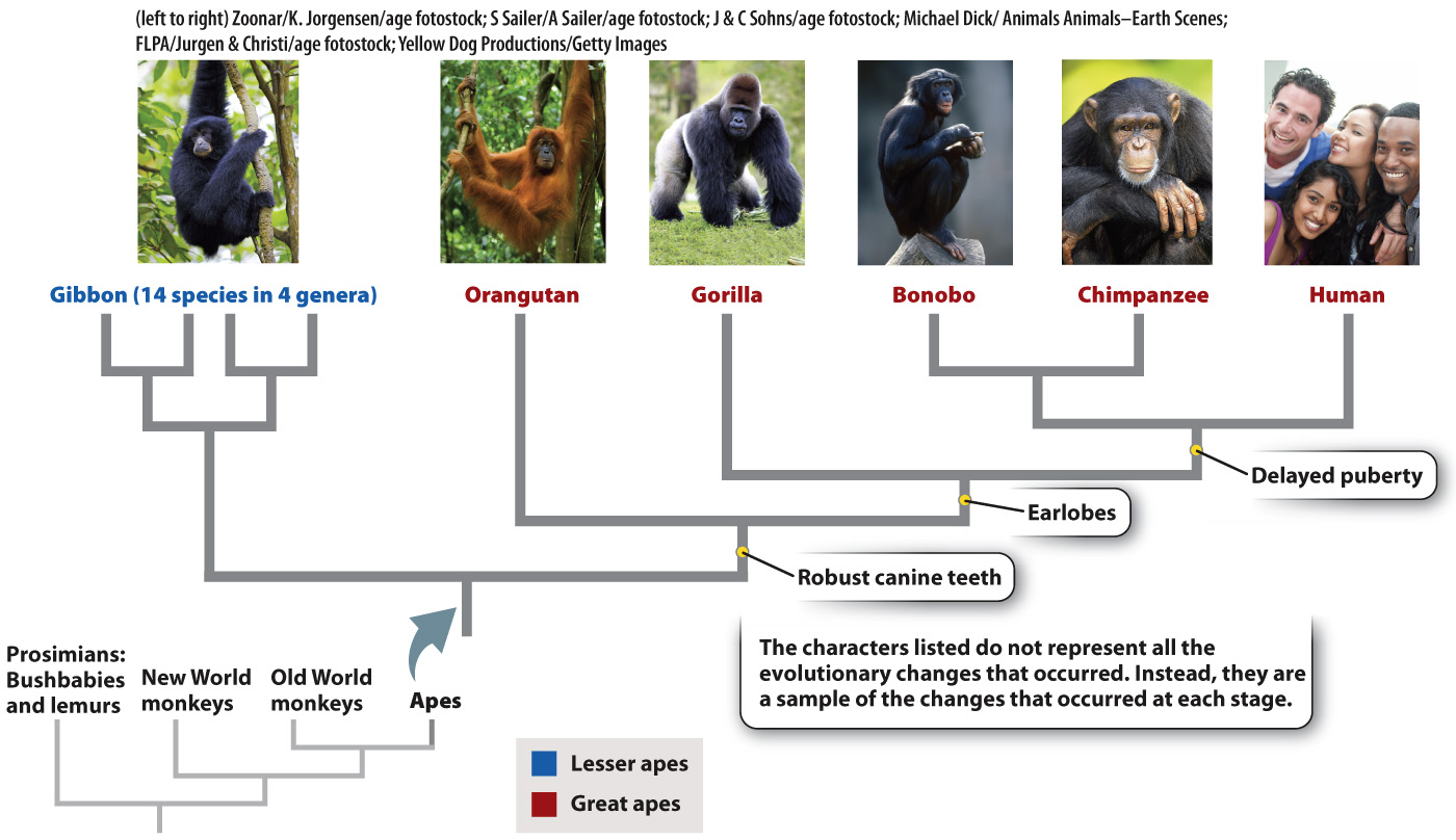 کپی ها ،میمونهای انسان نما