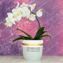 چگونه از گیاهان ارکیده در داخل خانه مراقبت کنیم؟