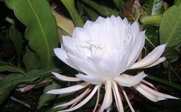 گران ترین گل های جهان