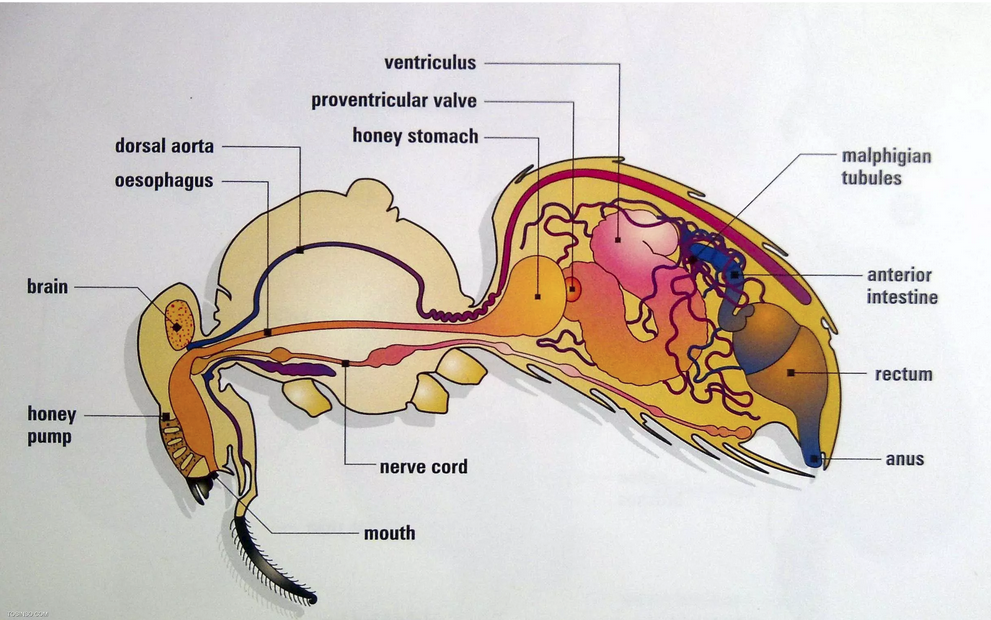 عسل چیست آیا عسل مدفوع زنبور عسل است