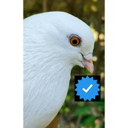 پرنده ی خوشبختی