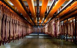 فاضلاب کشتارگاه